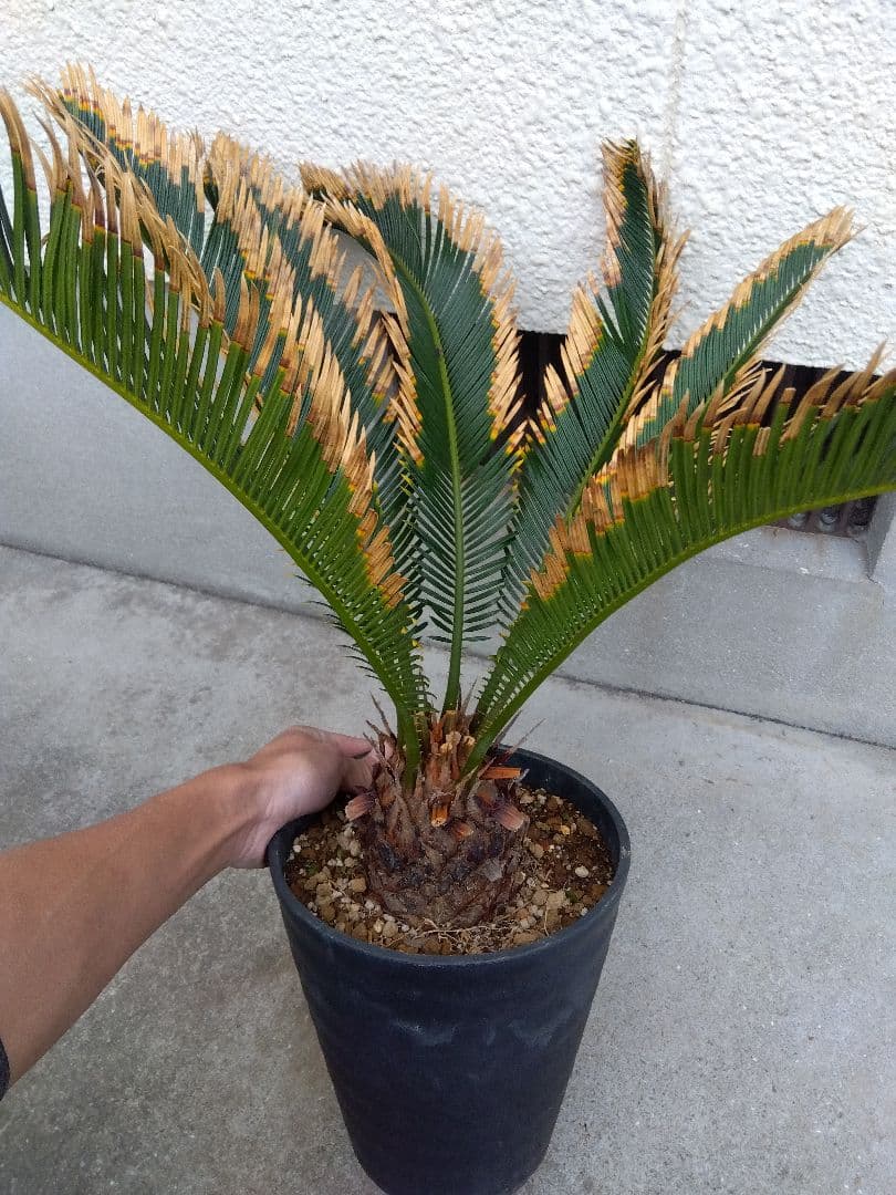 金環ソテツ　７号鉢つき　特別個体❗　た