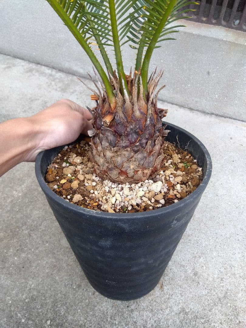 金環ソテツ　７号鉢つき　特別個体❗　た