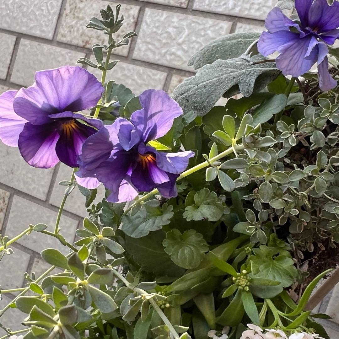 ⋆⸜ 青い魔法、春まで長く楽しめるリース寄せ植え ⸝⋆