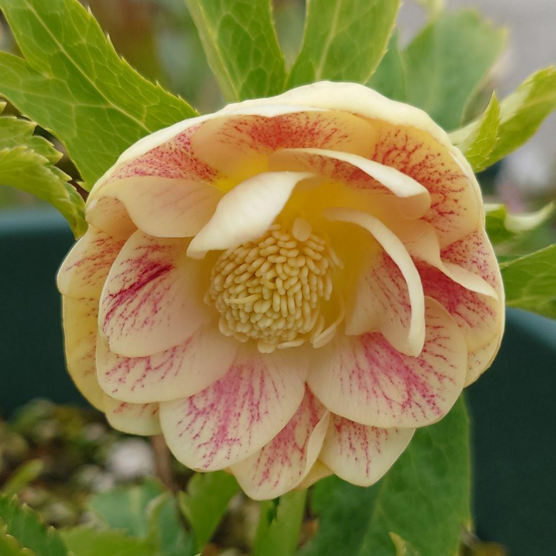 t*n様 クリスマスローズ 加藤農園 ddゴールドグラデーションミスト 株分け