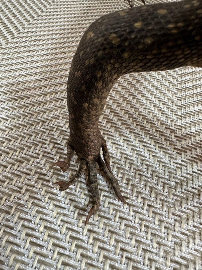 サルバトールモニターミズオオトカゲ剥製