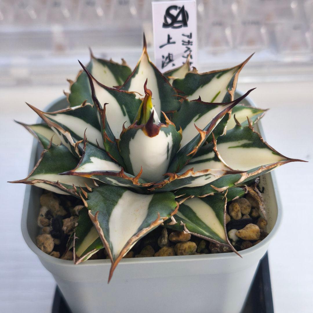 アガベ　チタノタ　太陽神錦 白中斑 トップうねり 子株付き