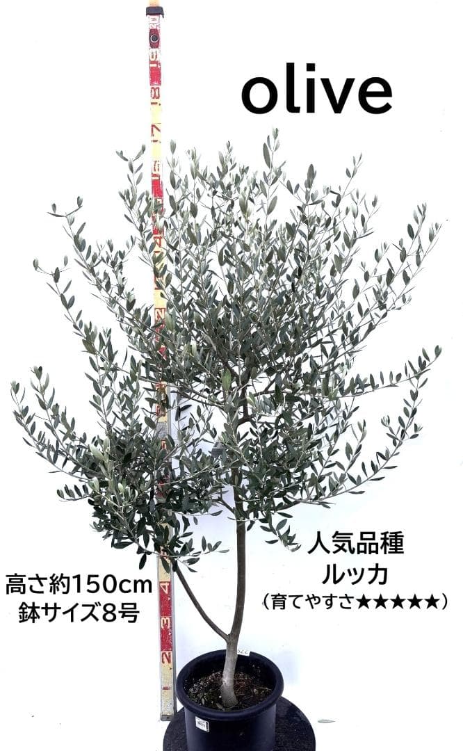 オリーブの木　ルッカ　8号　約150cm　K-275　人気品種　現品掲載