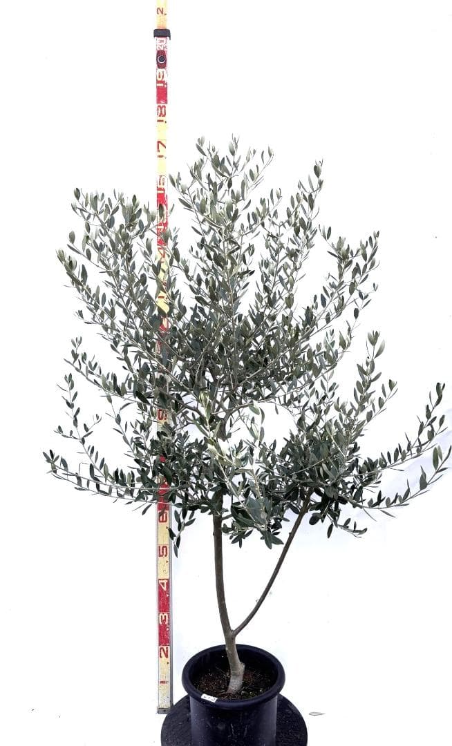オリーブの木　ルッカ　8号　約150cm　K-275　人気品種　現品掲載