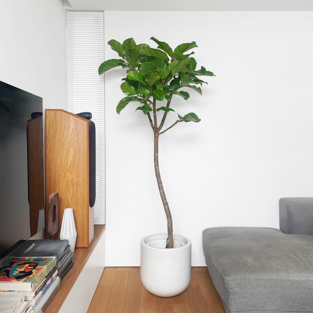 観葉植物 アフリカンプリンス 195cm