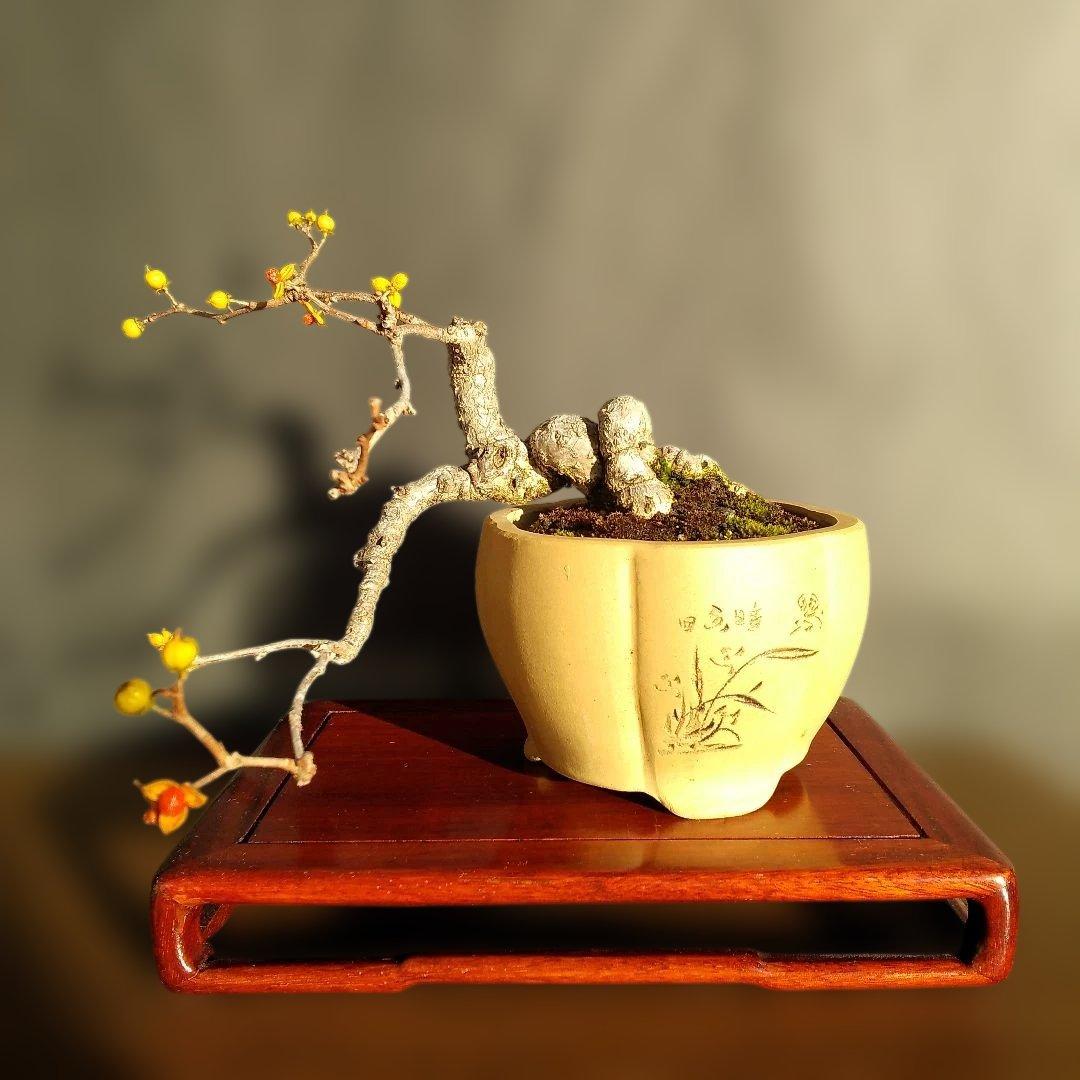 ツルウメモドキ