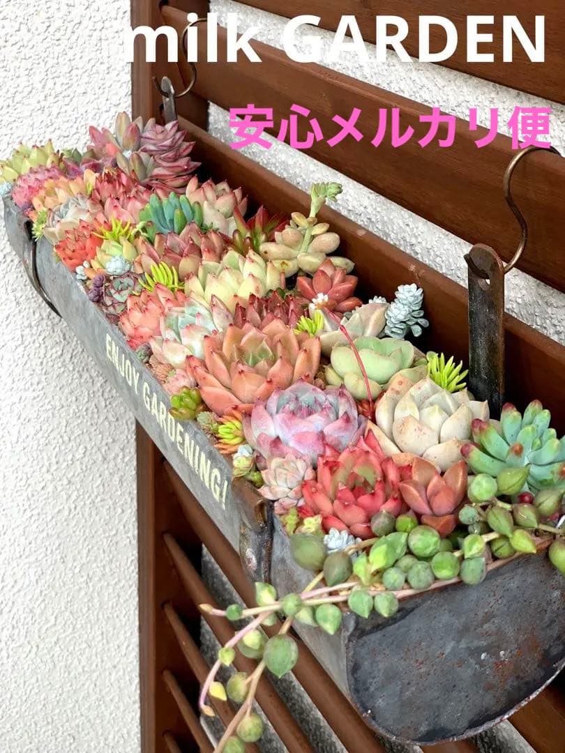 豪華❣️そのまま飾れる寄せ植え❣️オーダー品＊