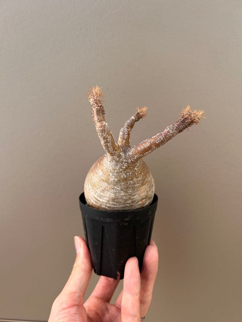 パキポディウム・グラキリス（現地球、発根済み、雫型）