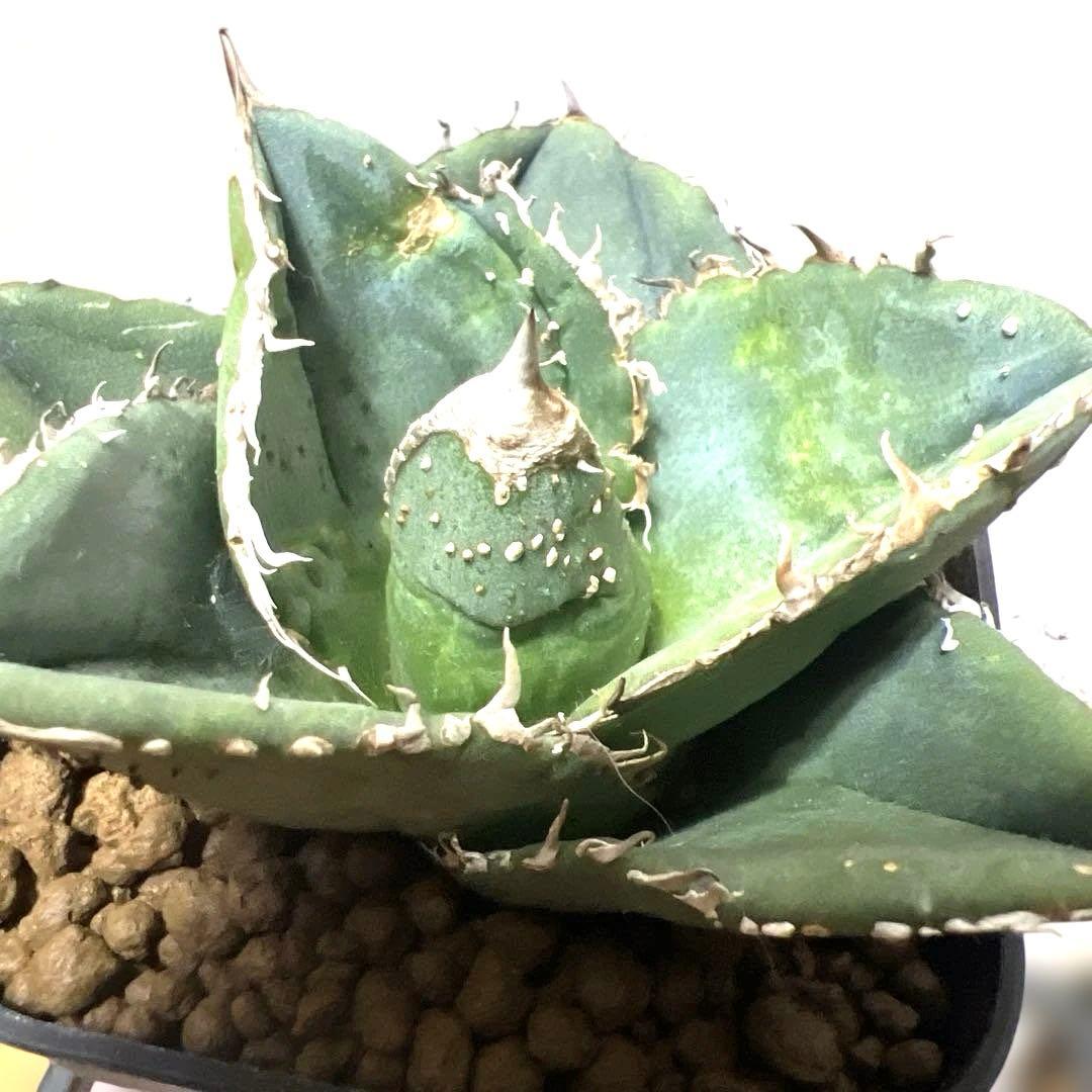 アガベ 鉢植発送 冰雹ブツブツ系 極上血統 超特選 スペシャル個体