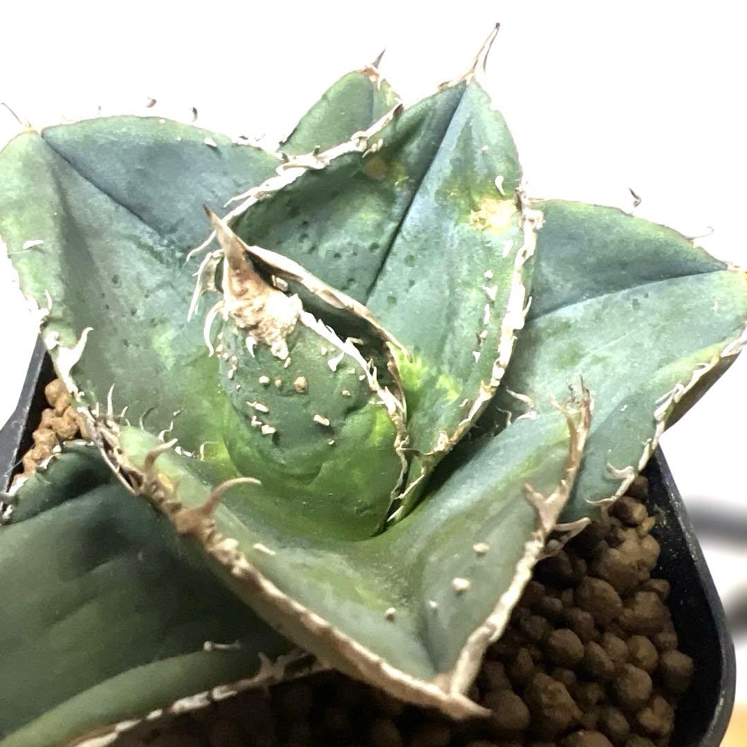 アガベ 鉢植発送 冰雹ブツブツ系 極上血統 超特選 スペシャル個体