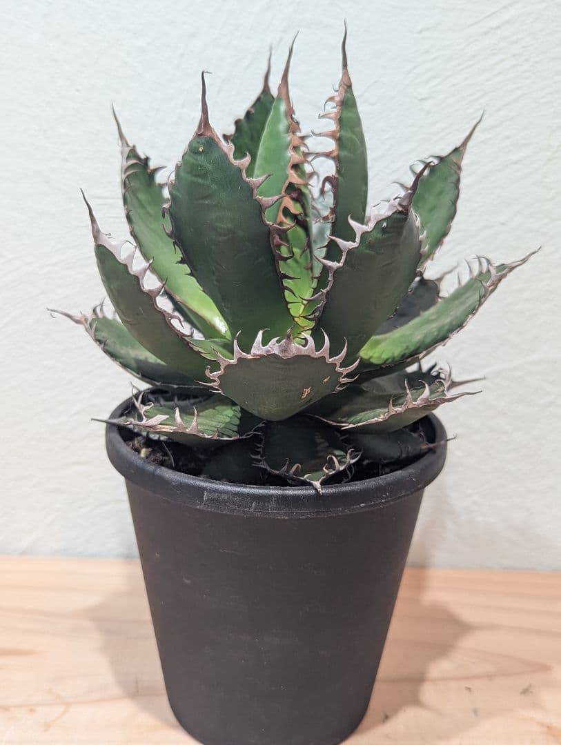 アガベ・ホリダ③　4号鉢　鋸歯が美しい人気種