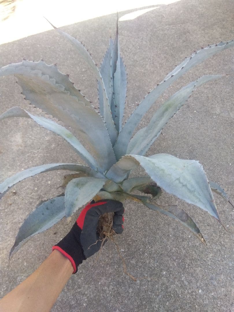 アガベ　フランゾシニー　大株カキコ60センチ❗　い