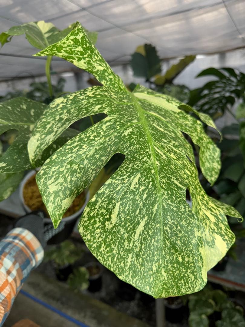 c*i様 5モンステラ　タイコンステレーション　スターライト