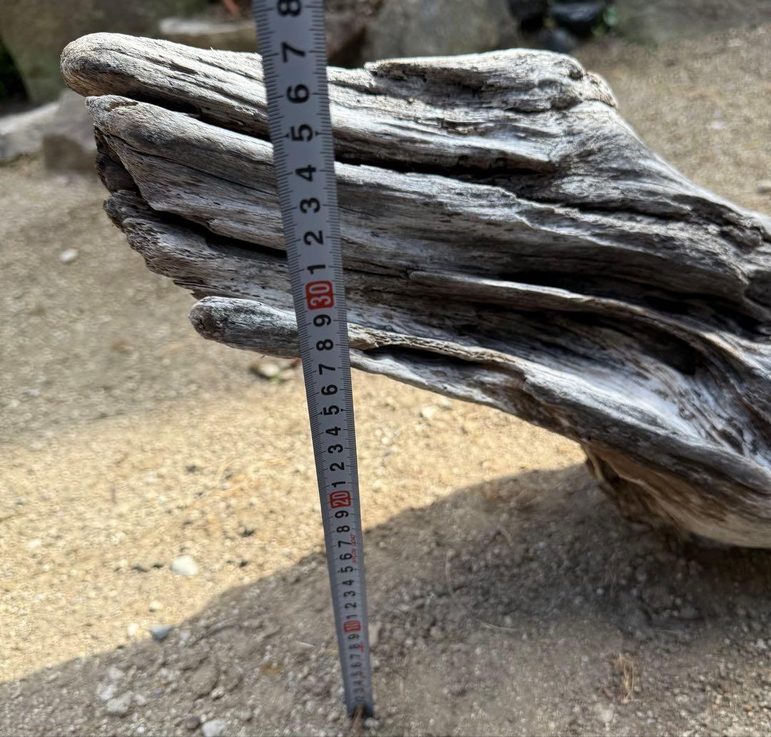 特大流木　流木 レイアウト用品 約143×cm 流木 店舗装飾