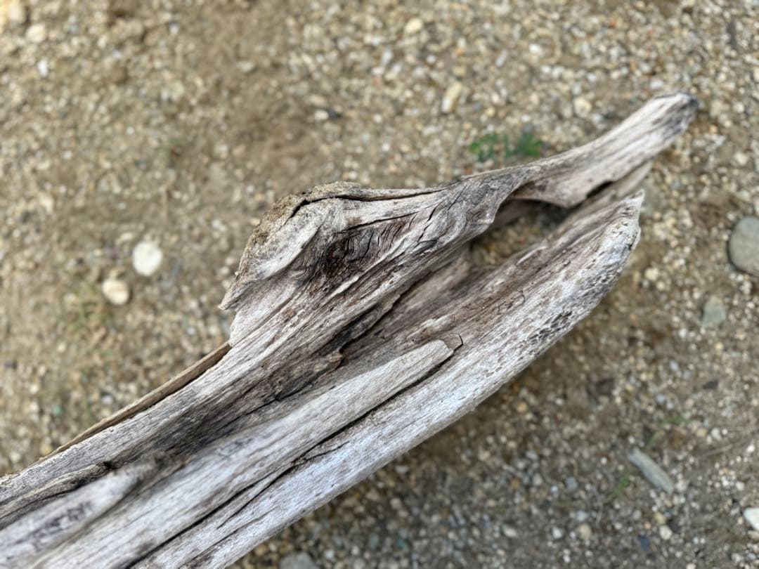特大流木　流木 レイアウト用品 約143×cm 流木 店舗装飾