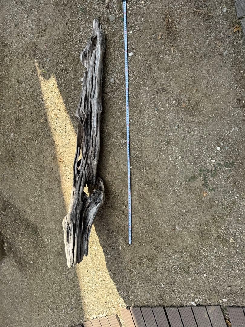 特大流木　流木 レイアウト用品 約143×cm 流木 店舗装飾