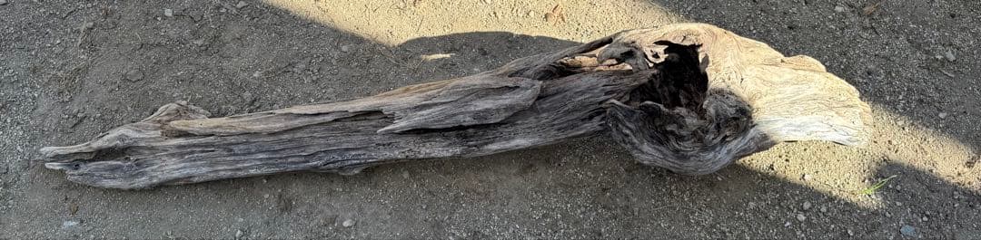 特大流木　流木 レイアウト用品 約143×cm 流木 店舗装飾