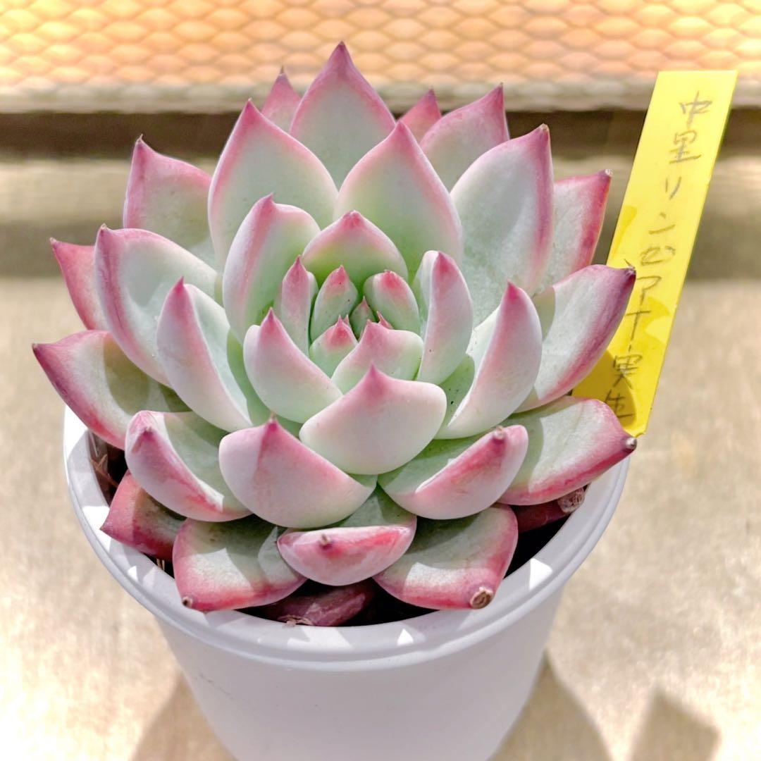 中里リンゼアナ　札付き　抜き苗　多肉植物