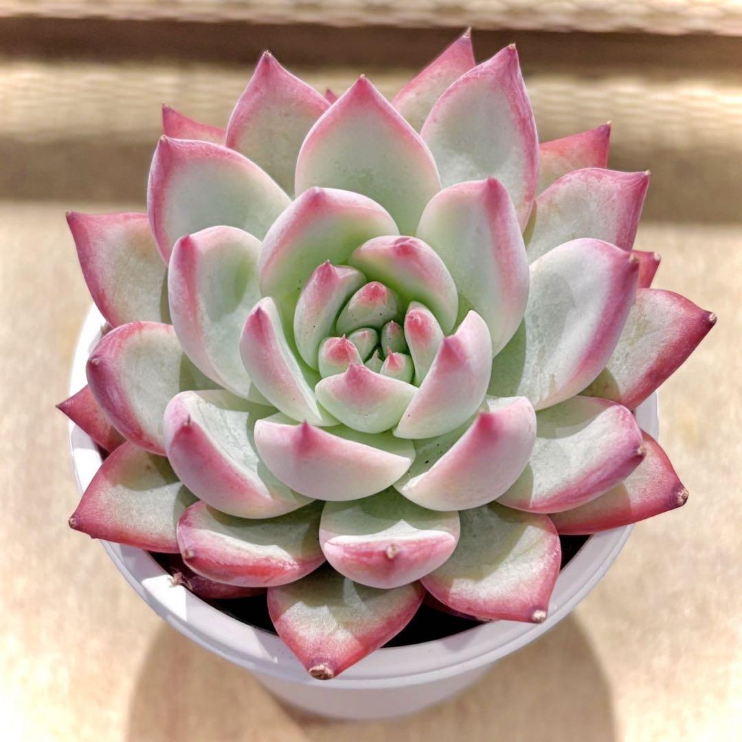 中里リンゼアナ　札付き　抜き苗　多肉植物