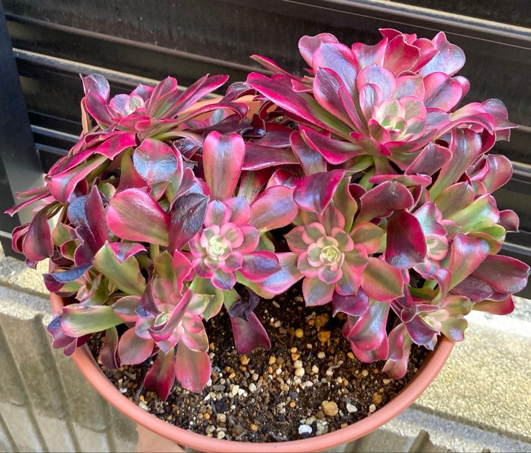 多肉植物　メデューサ　鉢ごと