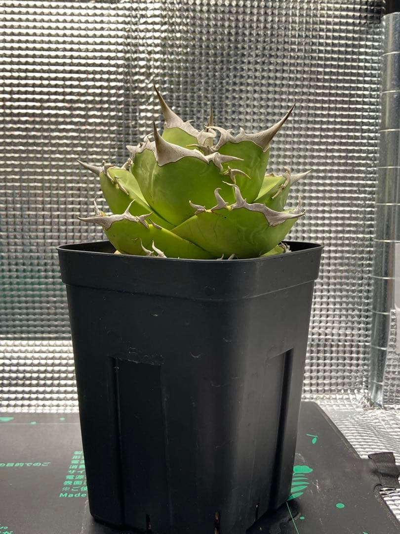 白犀牛　アガベ　中株②