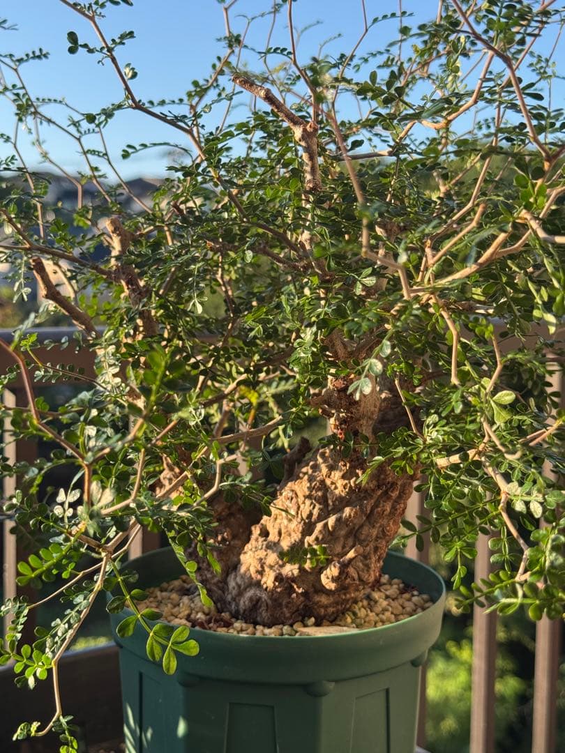 パカプ　オペルクリカリア パキプス