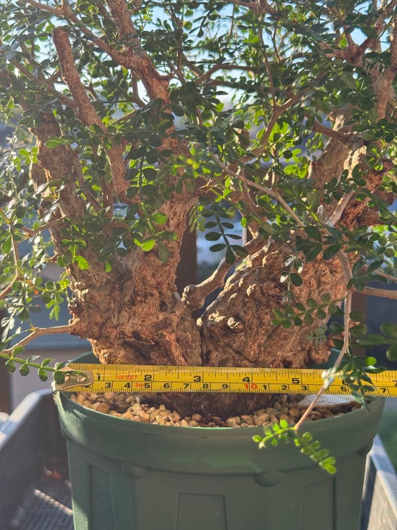 パカプ　オペルクリカリア パキプス