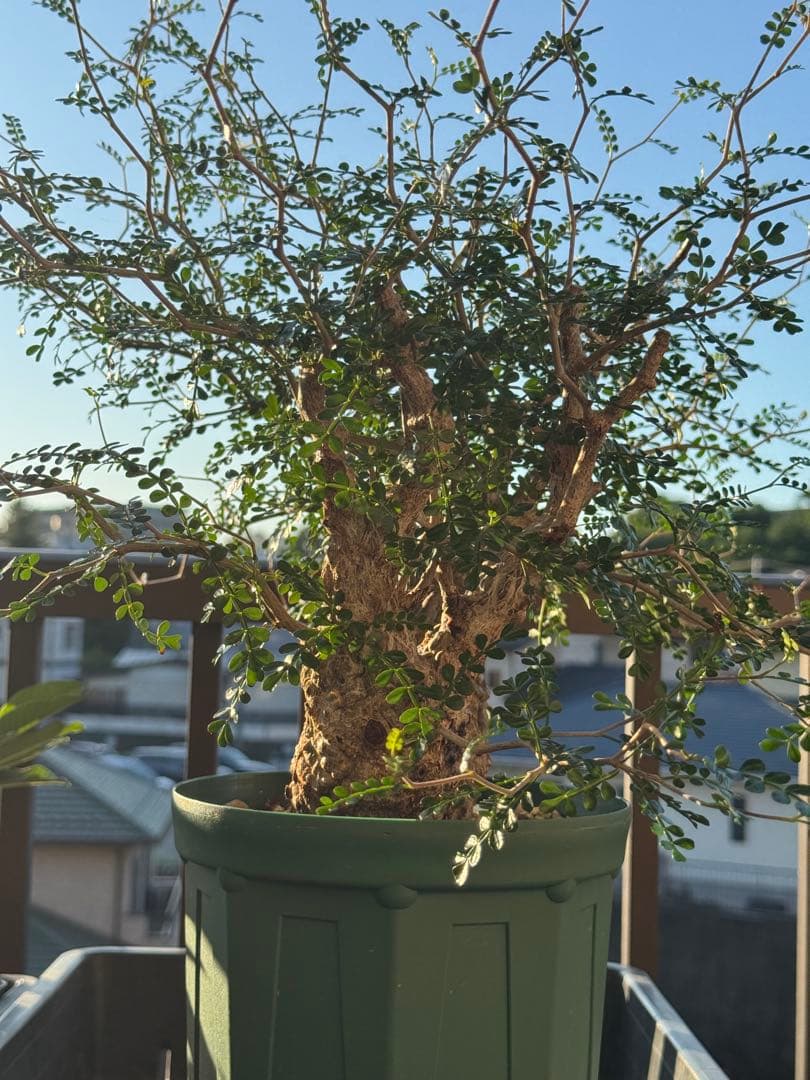 パカプ　オペルクリカリア パキプス