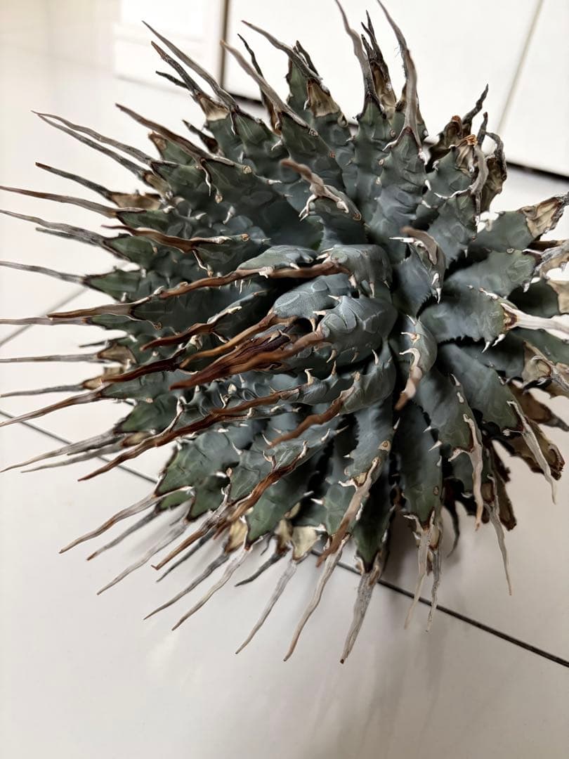 耐寒性アガベ エボリスピナ陽炎大株◇多肉サボテン南国ドライガーデン　チタノタ