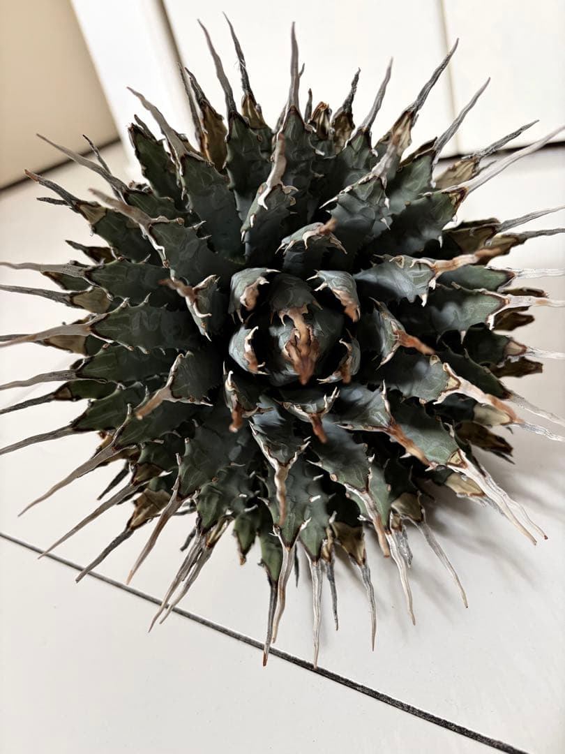 耐寒性アガベ エボリスピナ陽炎大株◇多肉サボテン南国ドライガーデン　チタノタ