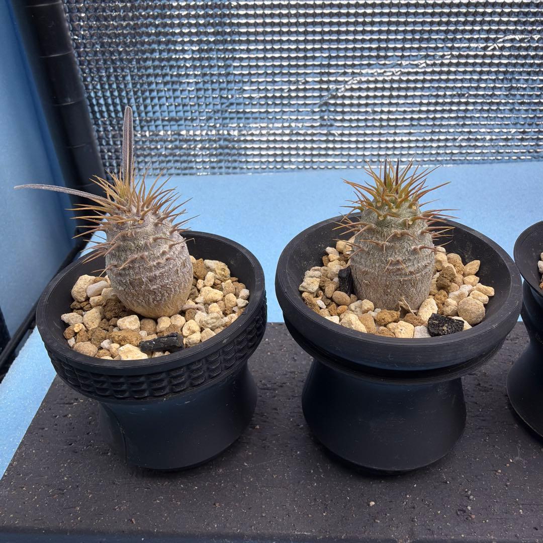 パキポディウムグラキリス　実生　　良型　3つセット