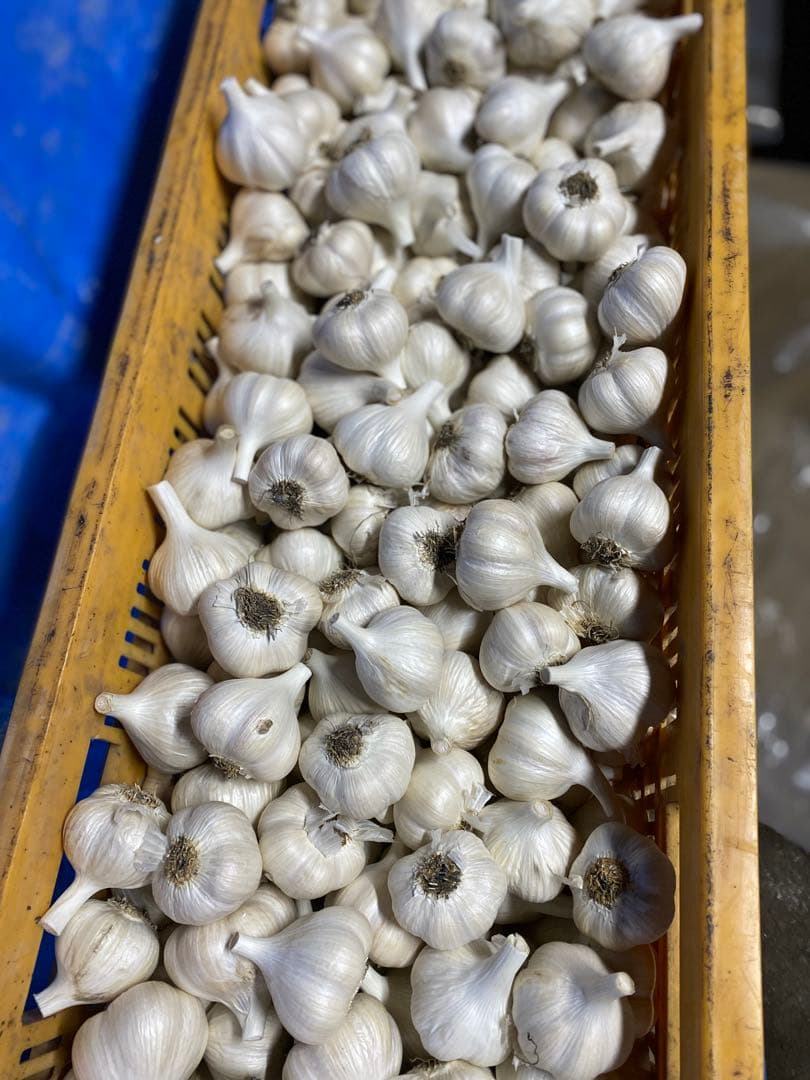 専用　出品　Lサイズ20キロ