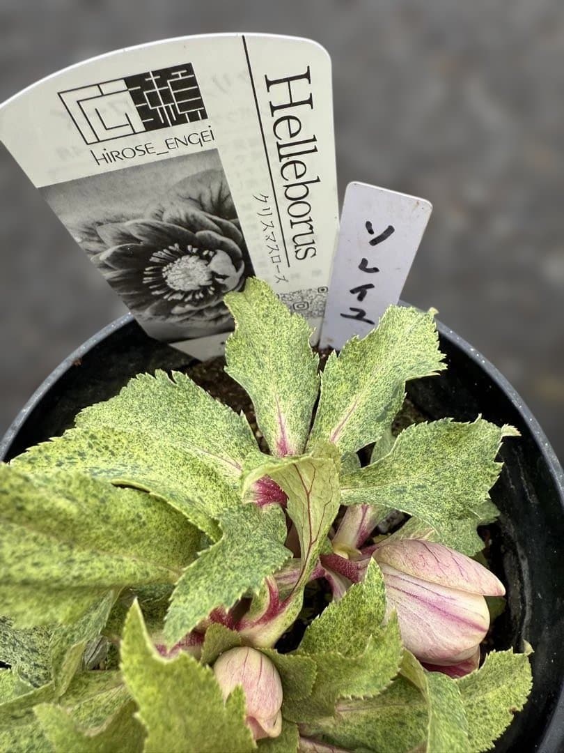 ★斑入り！美しいオーレア！紅ピンクソレイユ　ラベル付き★クリスマスローズ開花株