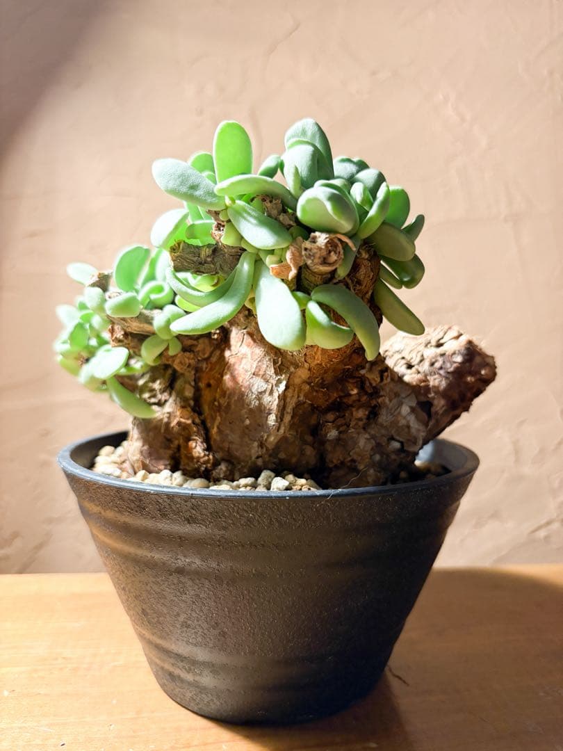 【良型変態株発根済み】ケラリア ピグマエア 冬型 鉢のまま発送