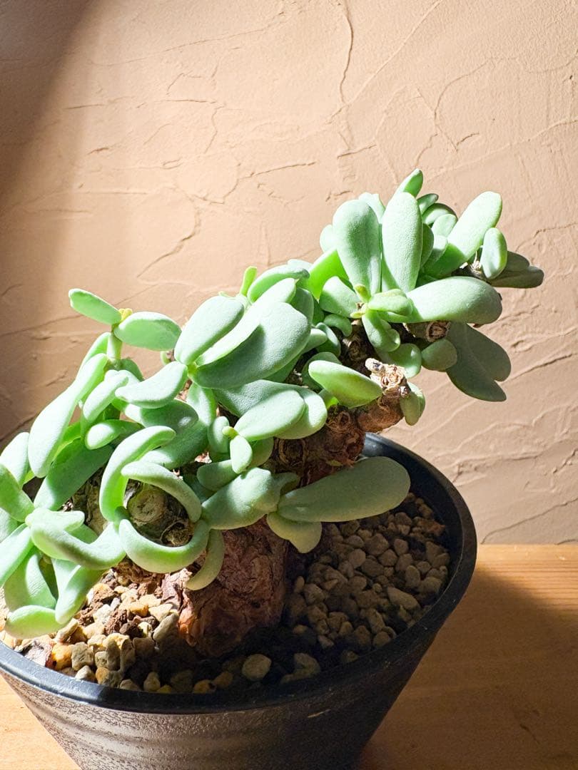 【良型変態株発根済み】ケラリア ピグマエア 冬型 鉢のまま発送