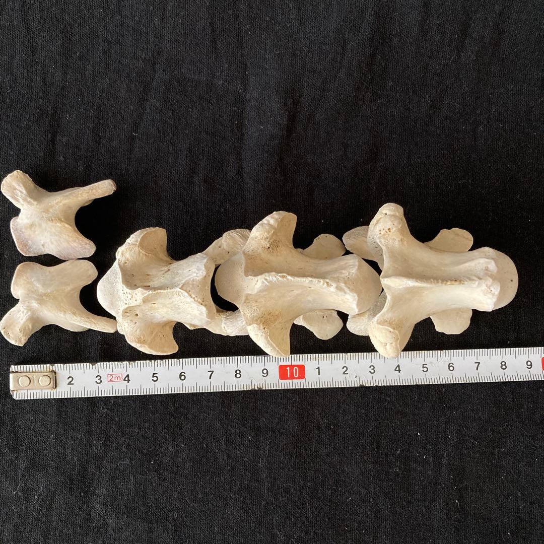 アカウミガメの頭骨、頸椎、クチバシ