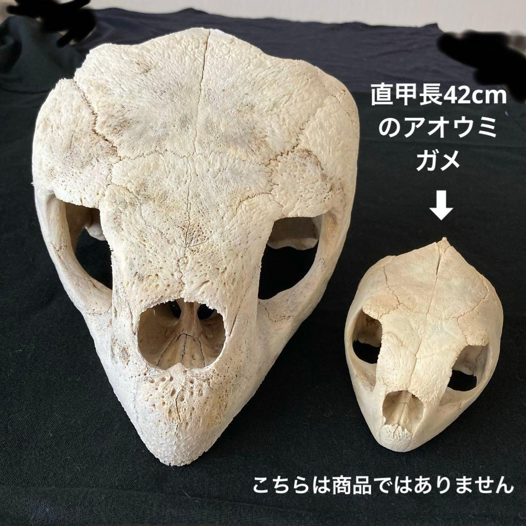 アカウミガメの頭骨、頸椎、クチバシ