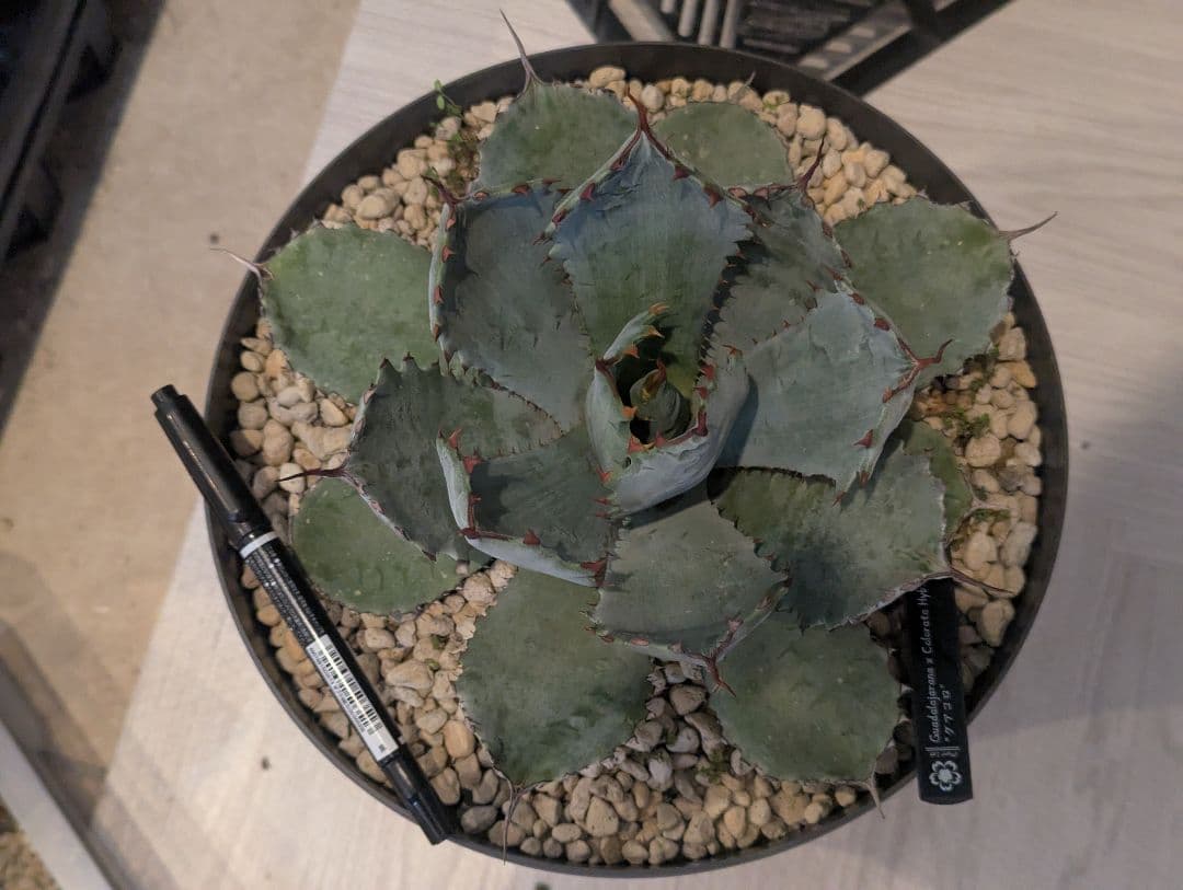 激レアハイブリッド グアダラハラナ×コロラータ 大株