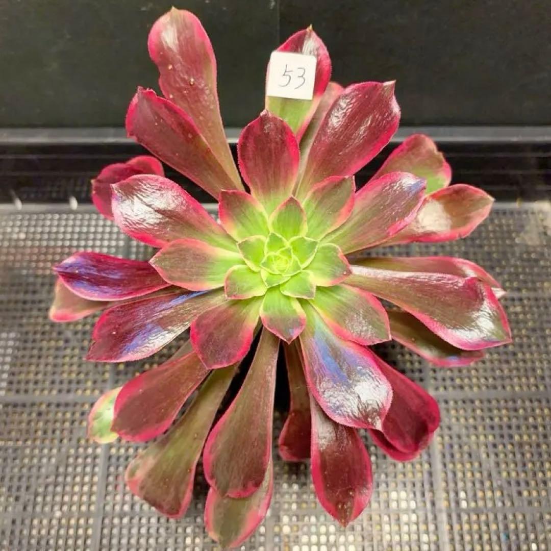 53”#多肉植物アエオニウム錦❤️金絲雀锦❤️1大頭3-5 子芽24cm拔き苗