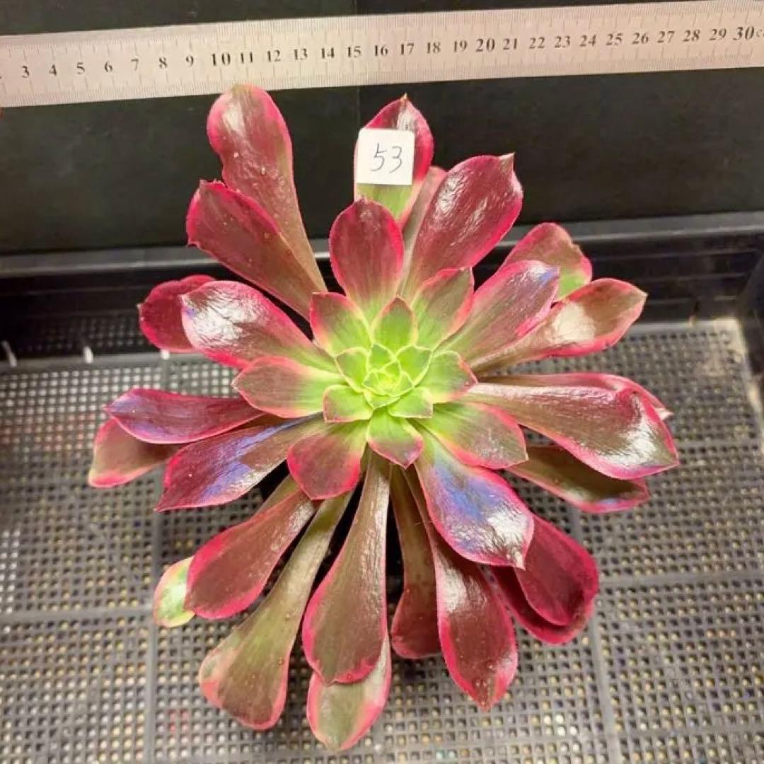 53”#多肉植物アエオニウム錦❤️金絲雀锦❤️1大頭3-5 子芽24cm拔き苗