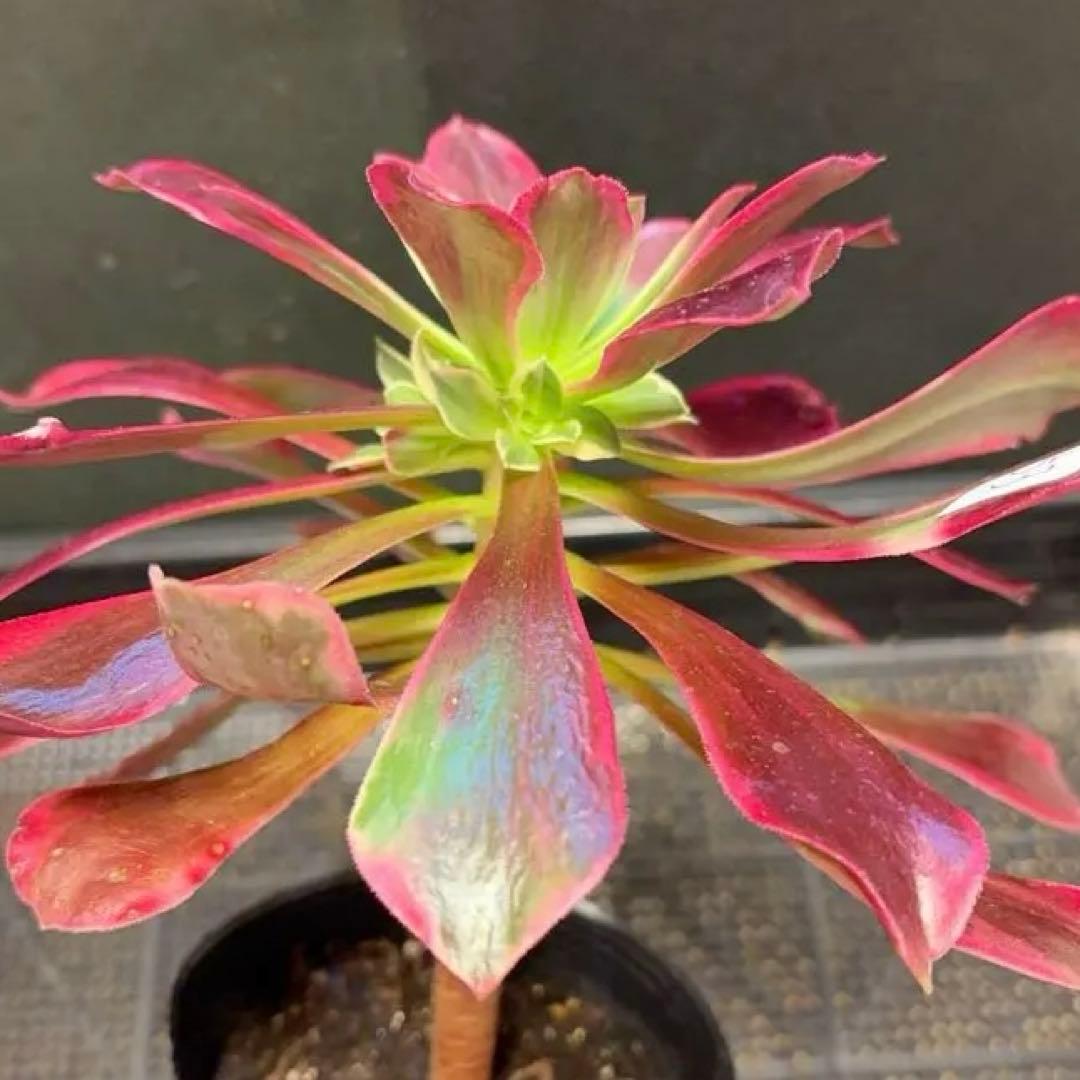 53”#多肉植物アエオニウム錦❤️金絲雀锦❤️1大頭3-5 子芽24cm拔き苗