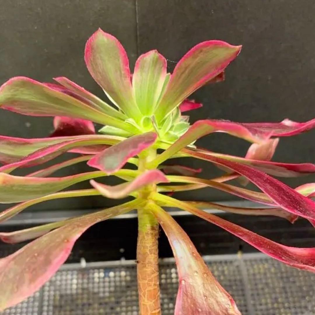 53”#多肉植物アエオニウム錦❤️金絲雀锦❤️1大頭3-5 子芽24cm拔き苗