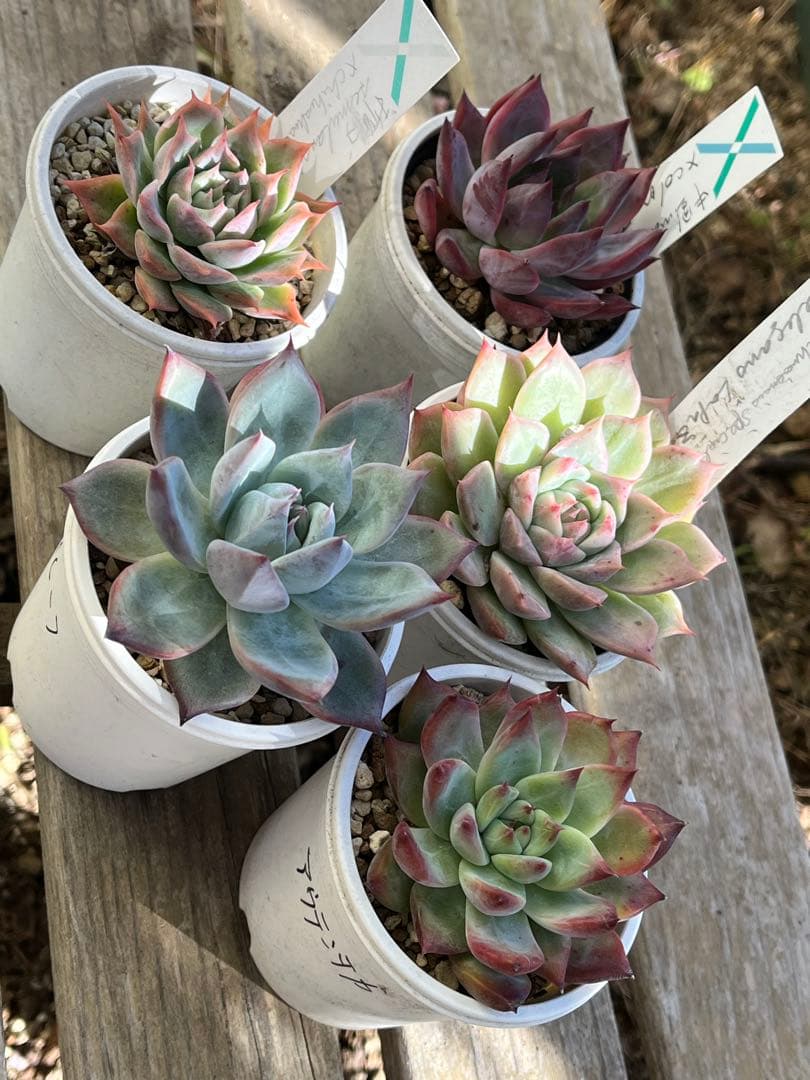 ば*肉様 エケベリア セット ① 札付き　サボテン相談室