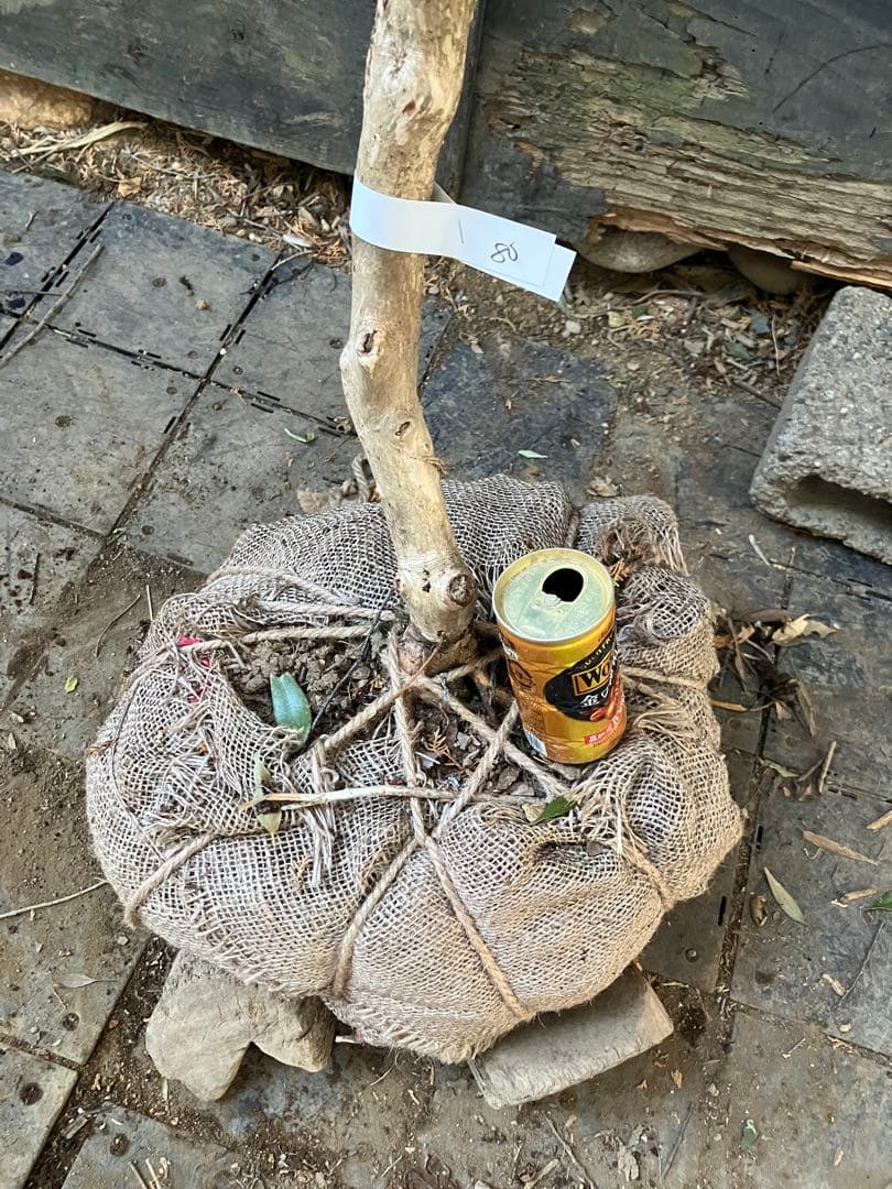 80 山採り　アセビ