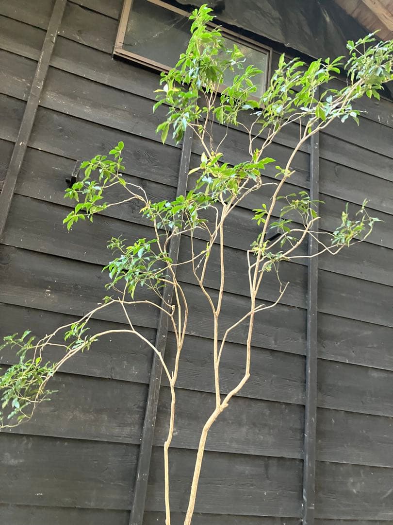 80 山採り　アセビ