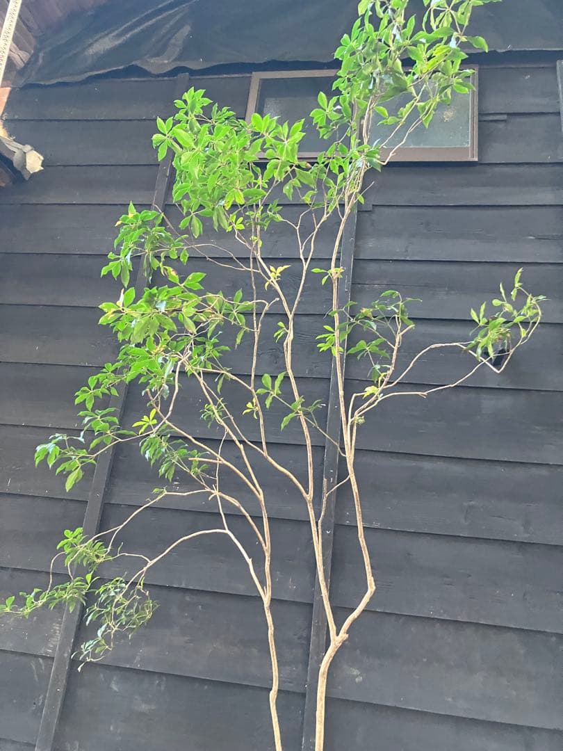 80 山採り　アセビ