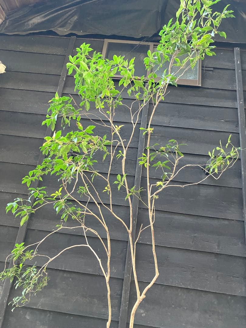 80 山採り　アセビ