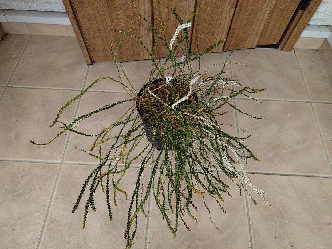 バンクシア　ニベア　6号（プロテア、グレビレア、リューカデンドロン）