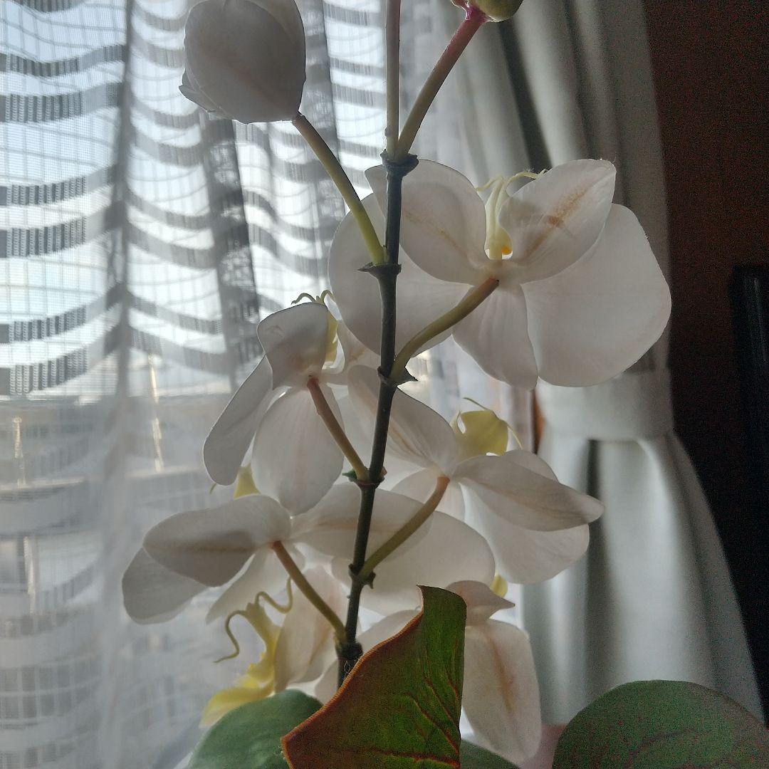 エリミオロバ 胡蝶蘭　造花 アレンジメント