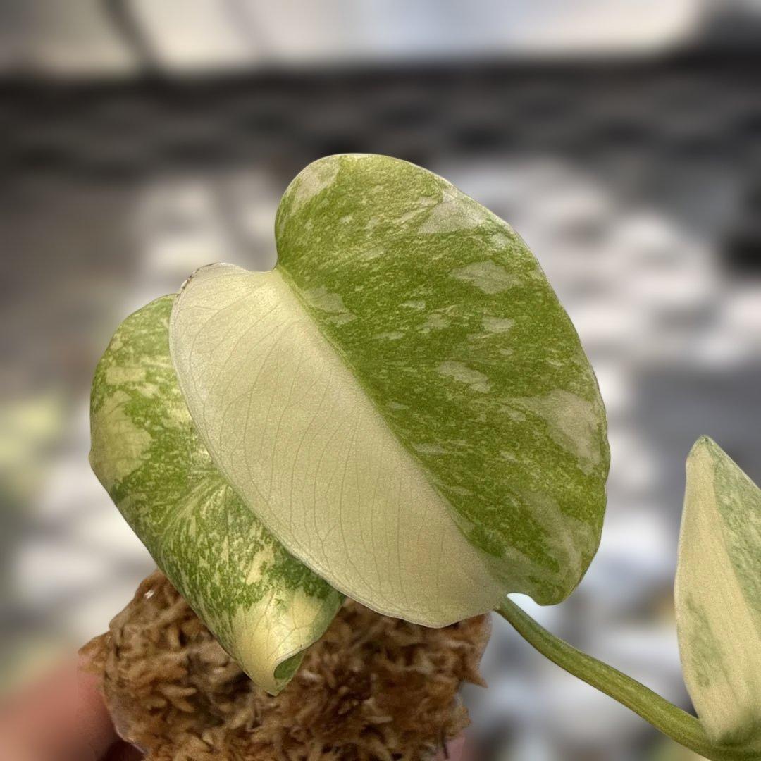 美株 モンステラ レガシー